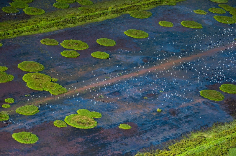 Rizières de Mana (Guyane)
