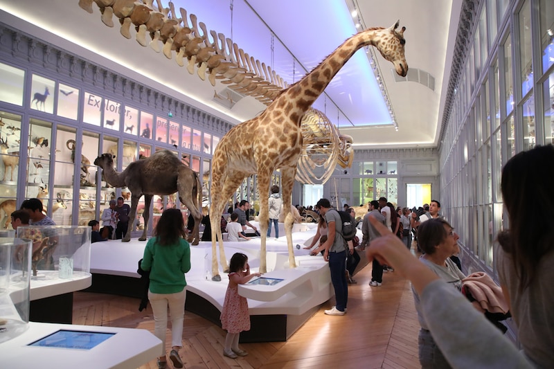 Le muséum de Bordeaux rouvre : la grande galerie