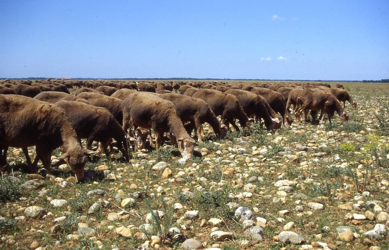 moutons