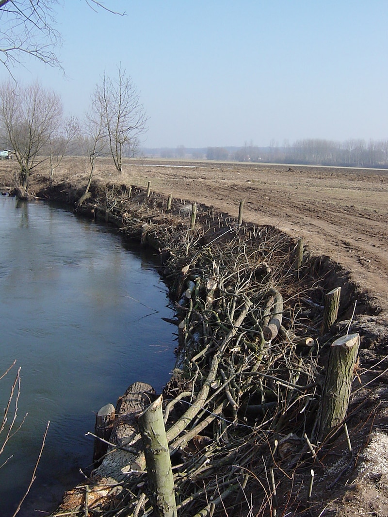 Les berges de la Zorn à Ingenheim (Bas-Rhin)